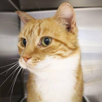 Cheeseballz -  Domestic Short Hair Cat for Adoption in Des Moines, Iowa - Cheeseballz | PetCurious