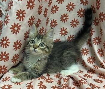 260621 Mary Kay -  Domestic Medium Hair Cat for Adoption in Wetumpka, Alabama - 260621 Mary Kay | PetCurious