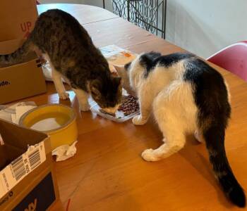 Rescue Domestic Short Hair Cats for Adoption in Pompton Lakes, New Jersey - Esme & Mousy | PetCurious