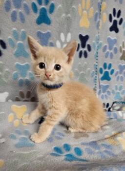 Edward -  Domestic Short Hair Cat for Adoption in Wabash, Indiana - Edward | PetCurious