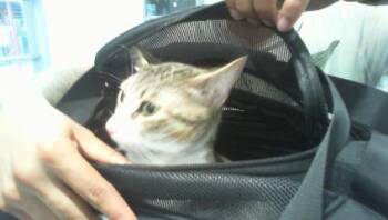 ATTIE -  Domestic Short Hair Cat Available for Adoption in Charlotte, North Carolina - ATTIE | PetCurious