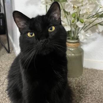 Rescue Domestic Long Hair Cats for Adoption in Las Vegas, Nevada - George | PetCurious