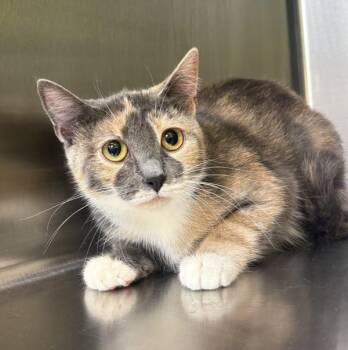 Pixie -  Domestic Short Hair Cat for Adoption in Sioux City, Iowa - Pixie | PetCurious