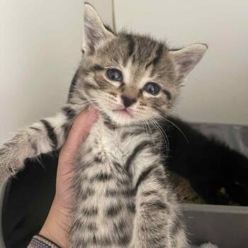 Rescue Domestic Short Hair Cats for Adoption in Middletown, Ohio - Carrot | PetCurious
