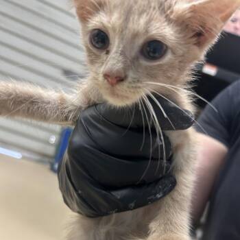 Xavier -  Domestic Short Hair Cat for Adoption in Lufkin, Texas - Xavier | PetCurious