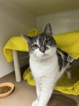 COTTAGE CHEESE -  Domestic Short Hair Cat for Adoption in Boston, Massachusetts - COTTAGE CHEESE | PetCurious