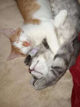Pepper -  Domestic Short Hair Cat for Adoption in Pensacola, Florida - Pepper | PetCurious