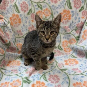 Domestic Short Hair Cats Available for Adoption in Kittanning, Pennsylvania - Sally #8970 | PetCurious