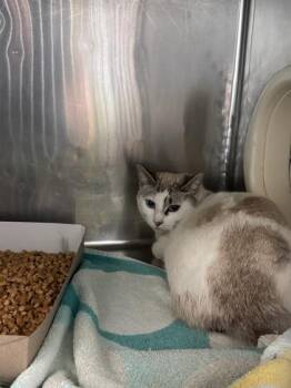 Domestic Short Hair Cats Available for Adoption - 60725051 | PetCurious