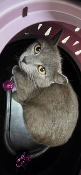 Domestic Short Hair Cats Available for Adoption in Lancaster, Pennsylvania - Gretta | PetCurious