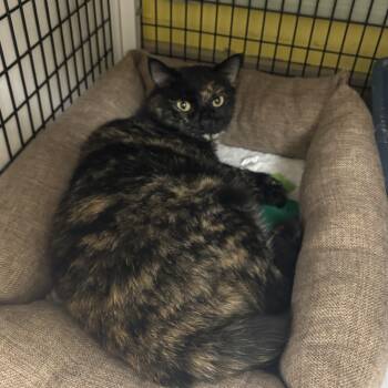 Miley -  Domestic Short Hair Cat for Adoption in Lyndhurst, New Jersey - Miley | PetCurious