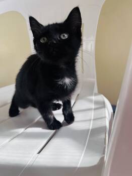 Rescue Domestic Short Hair Cats for Adoption in Columbia, South Carolina - Archer | PetCurious