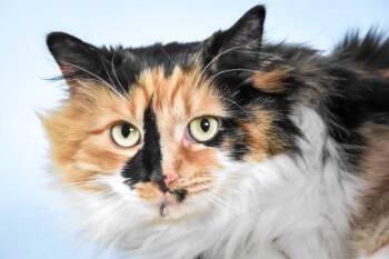 Domestic Long Hair Cats Available for Adoption in Loveland, Colorado - SWATCH | PetCurious