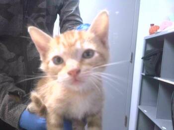 Rescue Domestic Short Hair Cats for Adoption in Tallahassee, Florida - SKULL | PetCurious