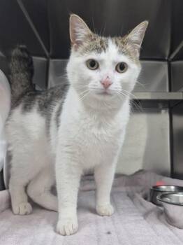 Domestic Short Hair Cats Available for Adoption in Vaughan, Ontario - BISCUIT | PetCurious