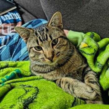 Domestic Short Hair Cats Available for Adoption - Bubba | PetCurious