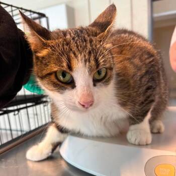 Sheena -  Domestic Short Hair Cat for Adoption in Huntington, West Virginia - Sheena | PetCurious