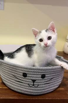 Rescue Domestic Short Hair Cats for Adoption in Nashville, Tennessee - Cody | PetCurious