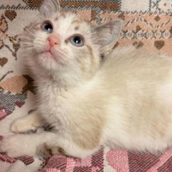 Buck -  Domestic Short Hair Cat for Adoption in Waterloo, Iowa - Buck | PetCurious