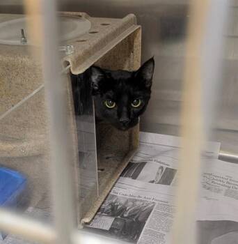 Domestic Short Hair Cats Available for Adoption in Anchorage, Alaska - REN | PetCurious