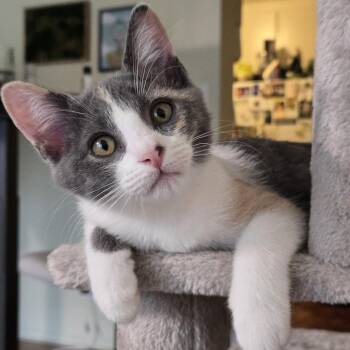 Wheeler -  Domestic Short Hair Cat for Adoption in Los Angeles, California - Wheeler | PetCurious
