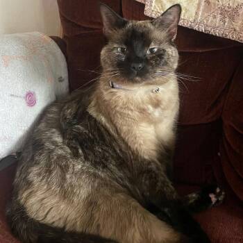 Kitty -  Siamese and Domestic Short Hair Cat for Adoption in Reno, Nevada - Kitty | PetCurious