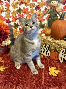 Rescue Domestic Short Hair Cats for Adoption in Effingham, Illinois - Raj | PetCurious