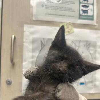 JASON -  Domestic Short Hair Cat for Adoption in Las Vegas, Nevada - JASON | PetCurious