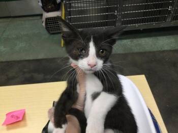 Rescue Domestic Short Hair Cats for Adoption in Thousand Palms, California - A1873433 | PetCurious
