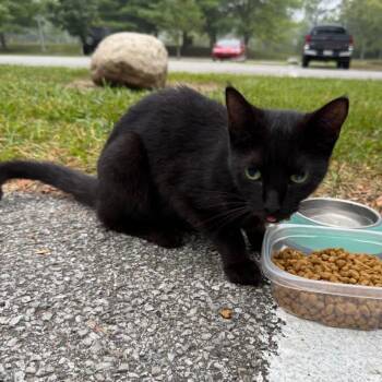 Nova -  Domestic Short Hair Cat for Adoption in Greenfield, Indiana - Nova | PetCurious