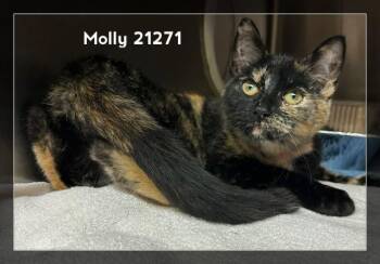 MOLLY -  Domestic Short Hair Cat for Adoption in Marietta, Georgia - MOLLY | PetCurious