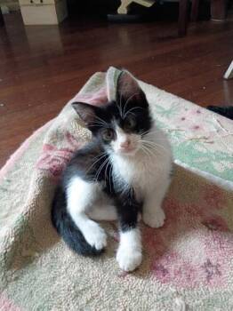 Falkor -  Domestic Short Hair Cat Available for Adoption in Liverpool, Texas - Falkor | PetCurious
