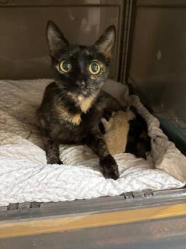 Calliope -  Domestic Short Hair Cat for Adoption in Cincinnati, Ohio - Calliope | PetCurious