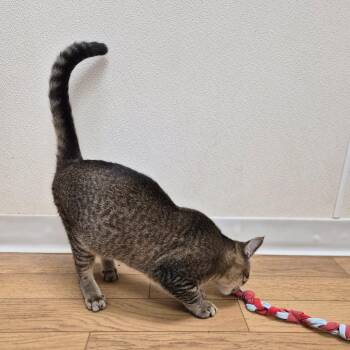 Quinn -  Domestic Short Hair Cat for Adoption in Woodstock, Illinois - Quinn | PetCurious