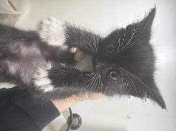 Wicked -  Domestic Short Hair Cat for Adoption in Fruit Heights, Utah - Wicked | PetCurious