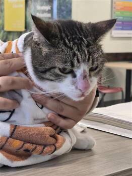 Domestic Short Hair Cats Available for Adoption - HARVEY | PetCurious