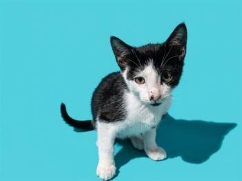 MUSHU -  Domestic Medium Hair Cat for Adoption in Jacksonville, Florida - MUSHU | PetCurious