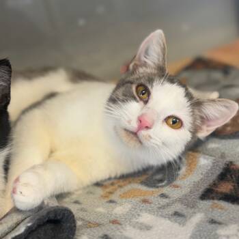 Rescue Domestic Short Hair Cats for Adoption in Ridgely, Maryland - Starlight | PetCurious