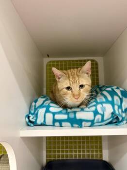 Domestic Short Hair Cats Available for Adoption - Curry (Tuesday Trio) | PetCurious