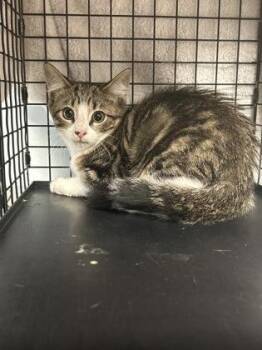 Tarzan -  Domestic Short Hair Cat for Adoption in Largo, Florida - Tarzan | PetCurious