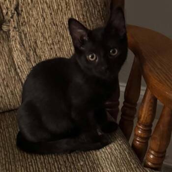 Sophia -  Domestic Short Hair Cat for Adoption in Lemoyne, Pennsylvania - Sophia | PetCurious