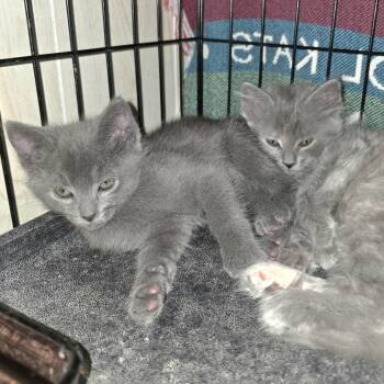 Ashley -  Domestic Medium Hair Cat for Adoption in Redwood Valley, California - Ashley | PetCurious