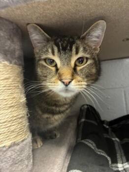 Domestic Short Hair Cats Available for Adoption - *Rocket Raccoon* | PetCurious