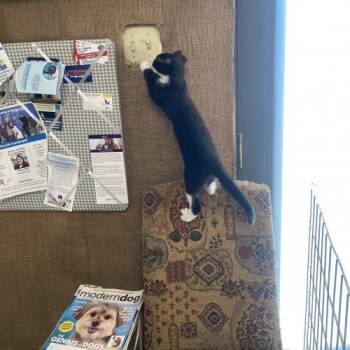 Thelma -  Domestic Short Hair Cat for Adoption in Seven Valleys, Pennsylvania - Thelma | PetCurious