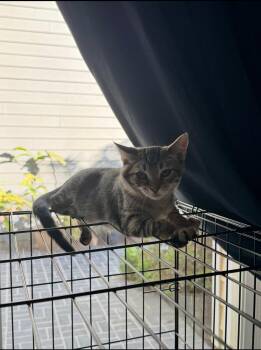 Rescue Domestic Medium Hair Cats for Adoption in San Diego, California - Floyd | PetCurious