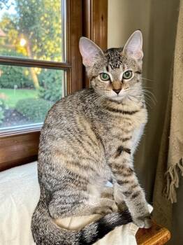 Piper -  Domestic Short Hair Cat for Adoption in Champaign, Illinois - Piper | PetCurious