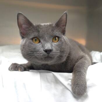 Domestic Short Hair Cats Available for Adoption in Michigan City, Indiana - Granite | PetCurious