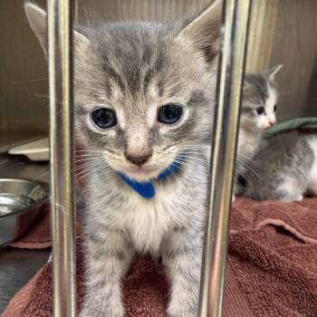 Caldwell (blue collar) -  Domestic Short Hair Cat for Adoption in Winston-salem, North Carolina - Caldwell (blue Collar) | PetCurious