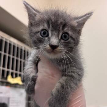 Hamburglar -  Domestic Short Hair Cat for Adoption in Lynchburg, Virginia - Hamburglar | PetCurious