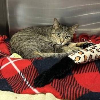 Daisy-Mae -  Domestic Short Hair Cat for Adoption in Worcester, Massachusetts - Daisy-Mae | PetCurious
